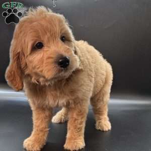 Wells, Mini Goldendoodle Puppy